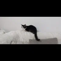 گربه خانگی تربیت شده/واکسینه/بسیار تمیز|گربه|ارومیه, |دیوار