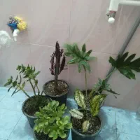 گل و گیاه بنسای،فیکوس،کاکتوس،قاشوقی گلزرد،آگلونما