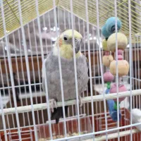 عروس هلندی نر با تجهیزات کامل