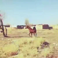 اسب کرد کرمانشاهی