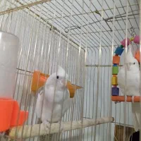 جفت عروس هلندی آلبینو