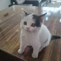 واگذاری بچه گربه