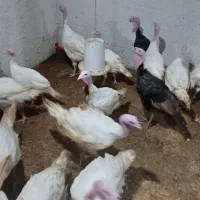 فروش بوقلمون بیوتی|حیوانات مزرعه|چالوس, |دیوار