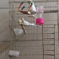 عروس هلندی نر و ماده|پرنده|قم, شهرک امام حسن|دیوار