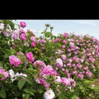 فروش گل محمدی به صورت کلی