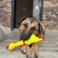 واگذاری موچی