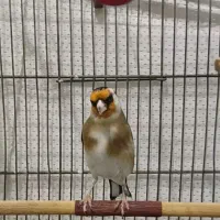 سهره شیرینکار|پرنده|تهران, مینای شمالی (مخبر)|دیوار