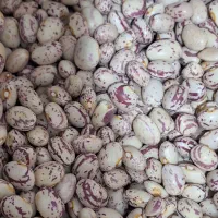 لوبیا چیتی سرحد