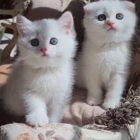 زیباترین و اصیل ترین گربه ها و باشجره|گربه|شیراز, نیایش|دیوار