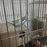 ۳ جفت عروس هلندی و قفس بزرگ|پرنده|اصفهان, خانه اصفهان|دیوار