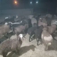 فروش تعدادی بره ماده پای قوچ