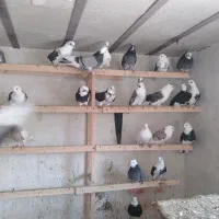 کبوتر جوجه ابلغ