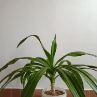 گل ذرتی|گل و گیاه طبیعی|شیراز, کفترک|دیوار