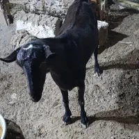 نری و گیسه فروشی