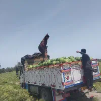 تامین کننده هندوانه دشت پلنگ