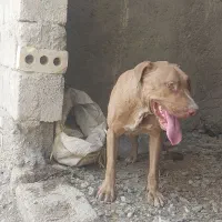 سگ پیتبول نر