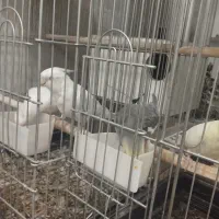 پنج عدد عروس هلندی با دو قفس|پرنده|یزد, |دیوار