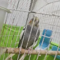 عروس ماده باهوش