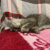 گربه پرشین|گربه|مراغه, |دیوار