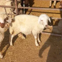 نر و ماده داشتی