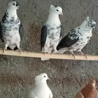 فروش کبوتر