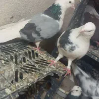 کبوتر  خوش حال و پرشی