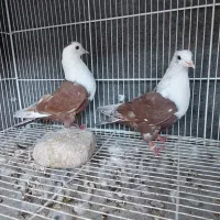 شش عدد مخمل هوایی تنگ