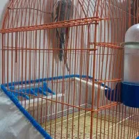 عروس هلندی گمشده