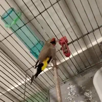 سقا نر کوه هزار|پرنده|کرمان, |دیوار