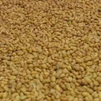 بذر یونجه تمیز و بوجاری شده