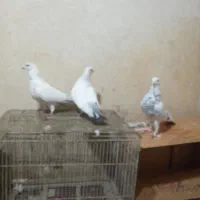 باسلام ۳عددکبوتر|پرنده|بروجرد, |دیوار