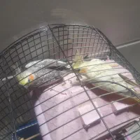 عروس هلندی|پرنده|قشم, |دیوار