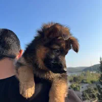 توله ژرمن شولاین اصیل|سگ|ساری, |دیوار