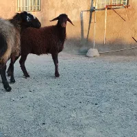 بره ماده|حیوانات مزرعه|تربت جام, جلگه موسی آباد|دیوار