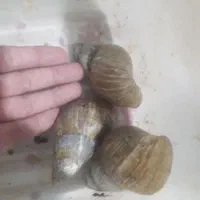 حلزون البینو ۳ تا مولد بزگ
