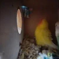 طوطی برزیلی