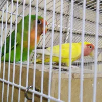 طوطی برزیلی|پرنده|تهران, افسریه شمالی|دیوار