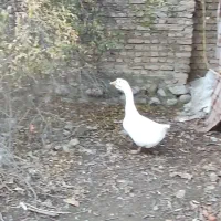 قوغاز سفید|حیوانات مزرعه|علیآباد کتول, |دیوار