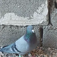 کبوترپلاکی اصیل|پرنده|گچی, |دیوار