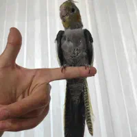 جوجه عروس هلندی سینامون