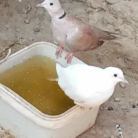 کبوتر خانگی