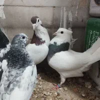 جفت رنگه آس پاک|پرنده|بیرجند, |دیوار