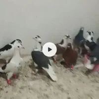 ۱۶عدد کفتر آلمانی و رنگه|پرنده|آبکوه, |دیوار