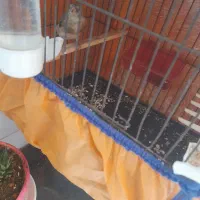 سهر جوجه کال