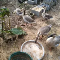 قوغاز لیندا اصیل خاکستری از بهترین نژاد|حیوانات مزرعه|سیاهکل, |دیوار