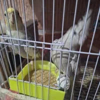 یک جفت کوتوله برزیلی مولد دو جفت عروس هلندی مولد|پرنده|مشهد, طلاب|دیوار