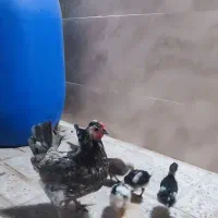 مرغ و خروس گلین