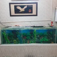 تعدادی اکواریوم ابعاد از 70سانت تا 2متر آگهی بخوان