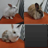 سه تا خرگوش بالغ جرسی و لوپ پشمالو و دستی فقط ۳۰۰