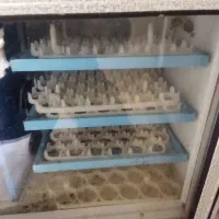 دستگاه جوجه کشی کاکل پری تمام اتومات